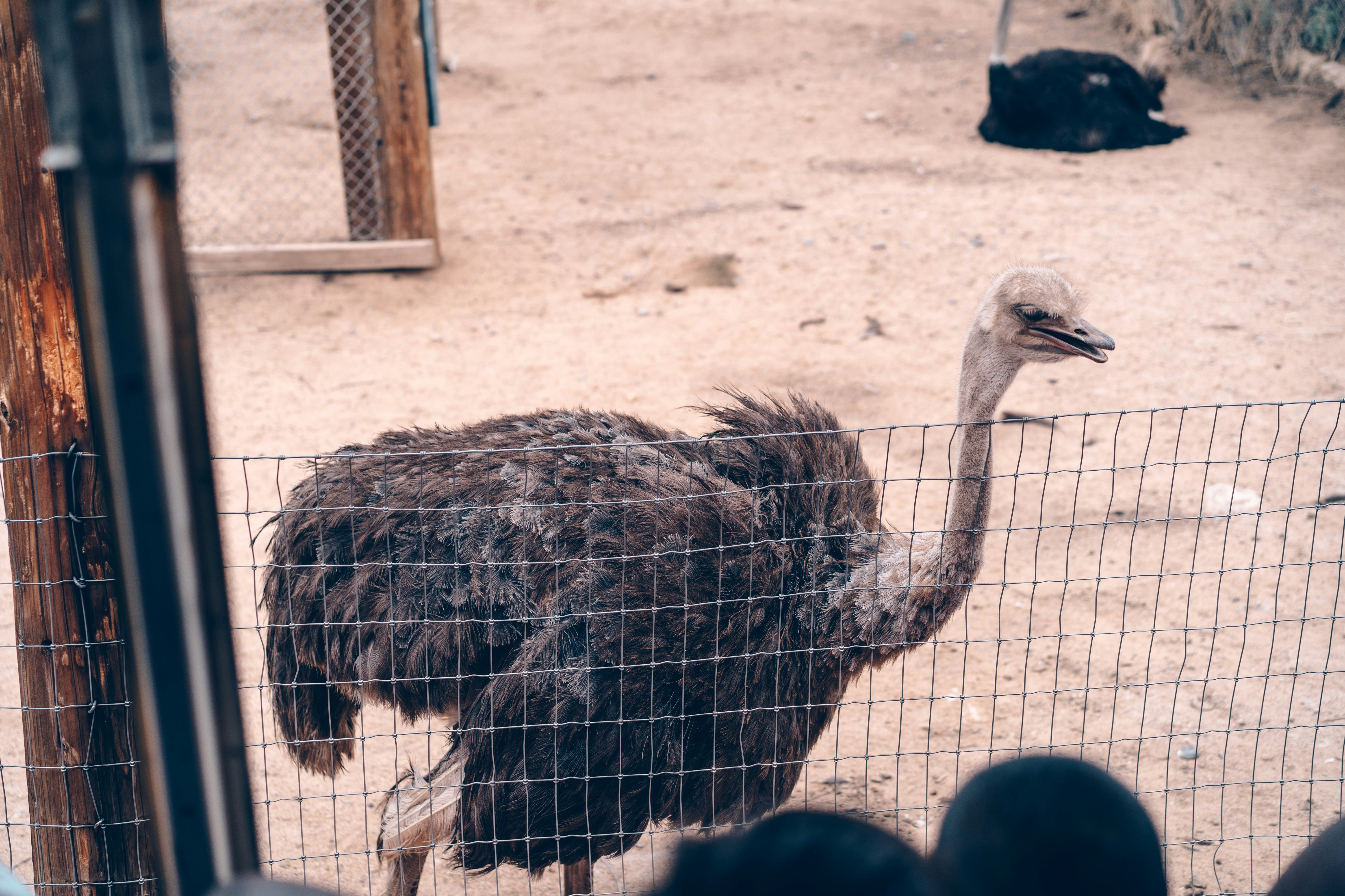 black ostrich on brown soil during daytime